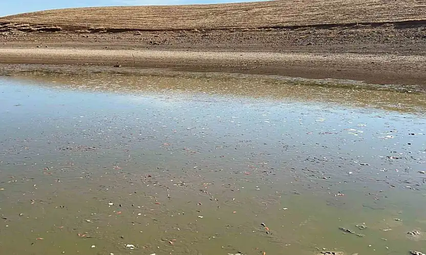 Siirt'te balık teleflerine karşı gölete 150 tonluk su takviyesi