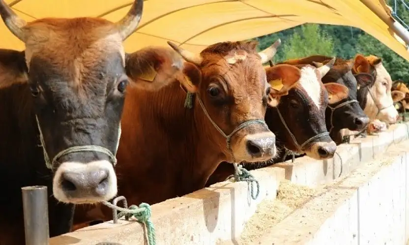 Siirt'te Besilik sığır ithalatında 2026 süreci başladı: Başvurular için takvim ve şartlar açıklandı
