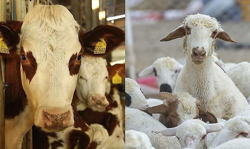Siirt'te Buzağı ve Kuzu Desteğinde Başvuru Tarihleri Belli Oldu