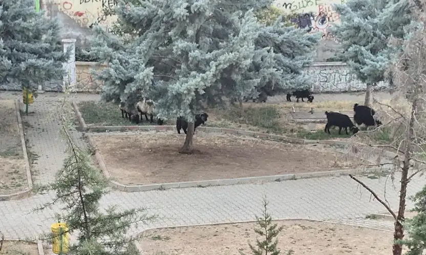 Siirt'te Çocukların Parkı Bakımsızlığa Teslim Oldu, Keçiler Otlamaya Başladı
