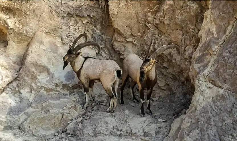Siirt'te Doğa Koruma'dan Tepki Çeken İhale: Yaban Keçileri Av Turizmi İçin Satışa Çıkarılıyor