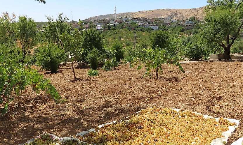 Siirt'te Eylül Ayıyla Birlikte Kuru Üzüm Mesaisi Başladı