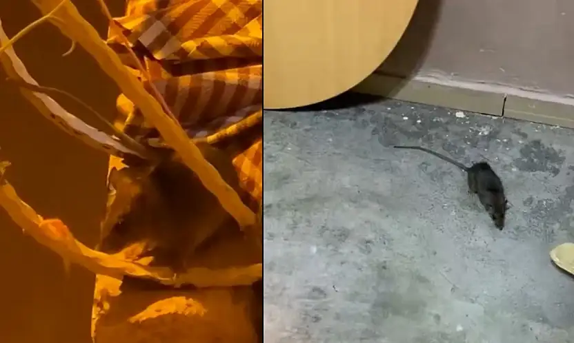 Siirt'te Fare Sorunu Büyüyor: Algül Mahallesi'nde Vatandaşlar İlaçlama Bekliyor
