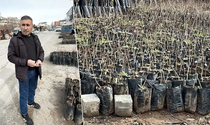 Siirt'te fıstık fidanı ne kadara satılıyor? Fıstık fidanı alacaklar dikkat, işte fiyatlar...