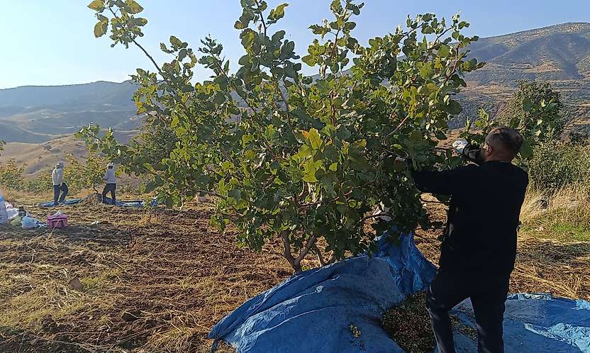 Siirt'te Fıstık Hasadı Sürüyor: Üreticiler Günün İlk Işıklarıyla Tarlada