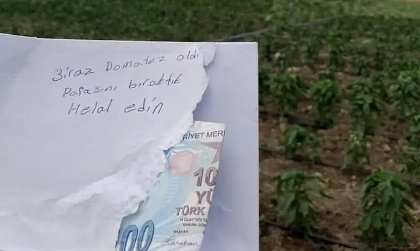 Siirt'te Girdiği Tarladan Domates Alan Vatandaş, Parasını Ve Helallik Notunu Bıraktı