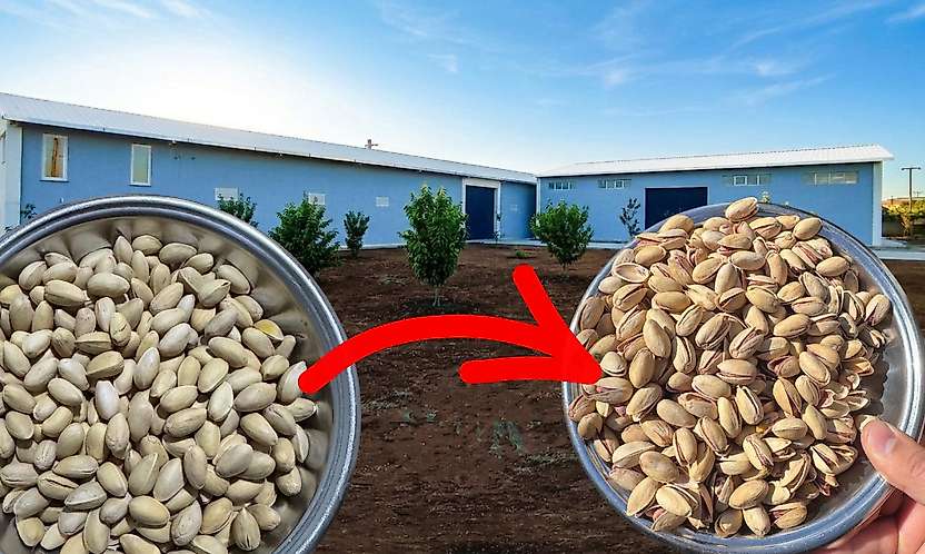Siirt'te Kapalı Fıstıkta Değer Kaybına Son: Seerd Fıstık İşleme Tesisi Çiftçilerin Yanında