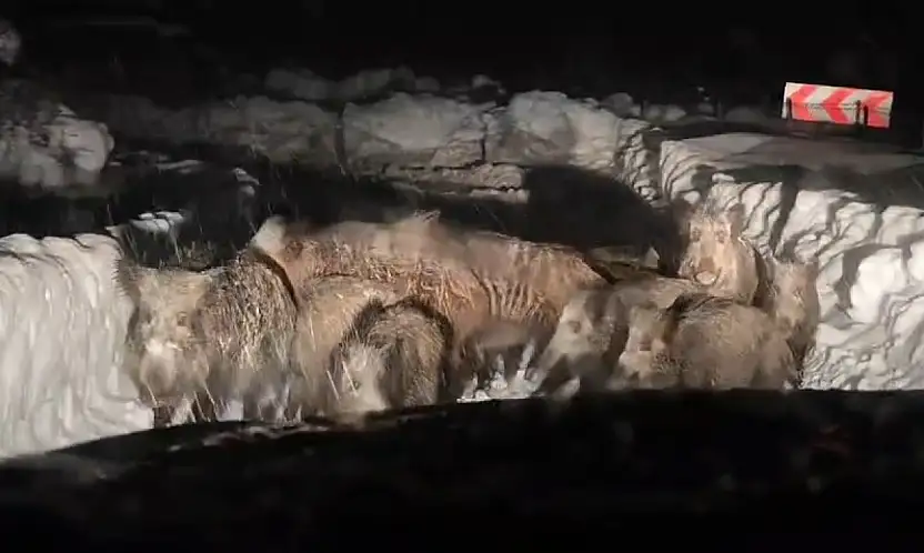 Siirt'te karla mücadele çalışmaları sırasında domuz sürüsü görüntülendi