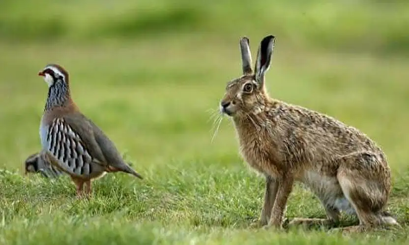 Siirt'te keklik, yaban tavşanı ve tilki avı sezonu kapandı