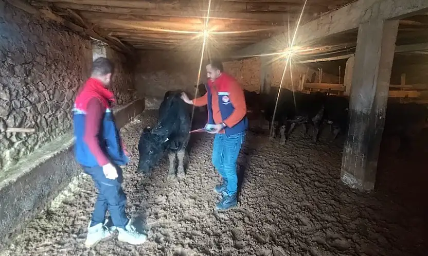 Siirt'te kırsalda hayvancılığa destek sahada karşılığını buluyor