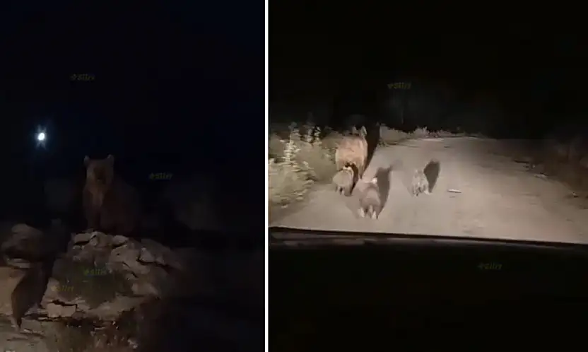 Siirt'te Kış Uykusuna Hazırlanan Ayı ve Yavruları Köy Yolunda Görüntülendi