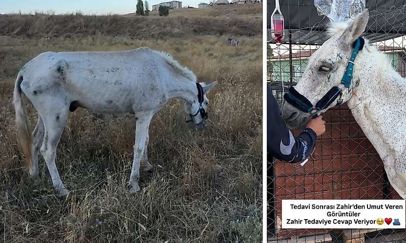 Siirt'te Ölüme Terk Edilen Zahir, Artı Siirt'in Paylaşımıyla Kurtarıldı