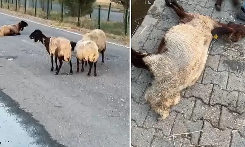 Siirt'te Onlarca Hayvan Telef Olmuştu! Ölüm Nedeniyle İlgili Şok İddia Ortaya Çıktı