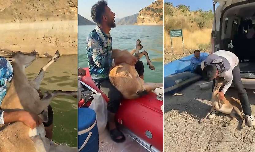 Siirt'te Örnek Davranış: Yaralı Dağ Keçisini Bulup Yetkililere Teslim Ettiler