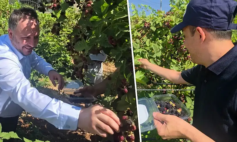 Siirt'te Özel Bireyler Böğürtlen Hasadı Yaptı