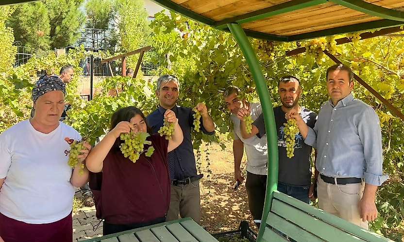 Siirt'te Özel Bireyler Üzümleri Hasat Etti