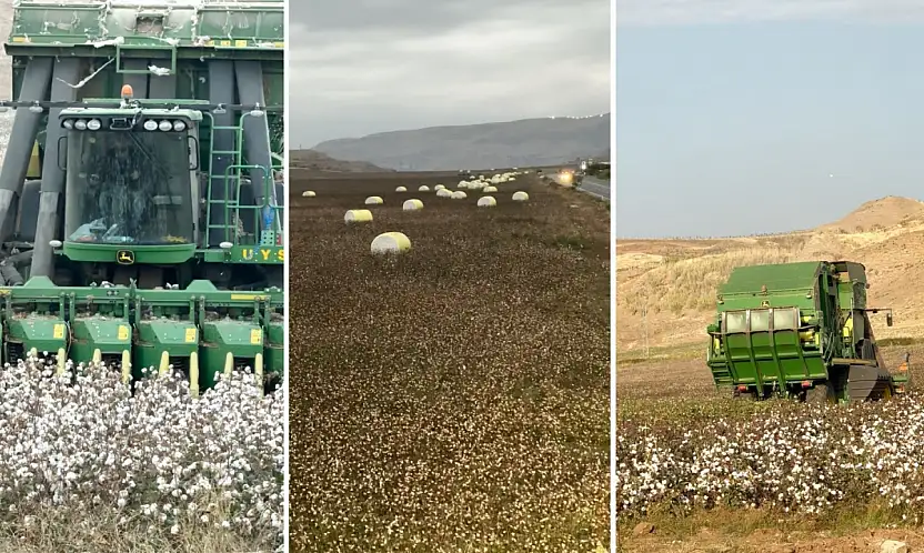 Siirt'te Pamuk Hasadı Tamamlandı: 530 dönüm tarlada 238,5 ton kütlü pamuk elde edildi