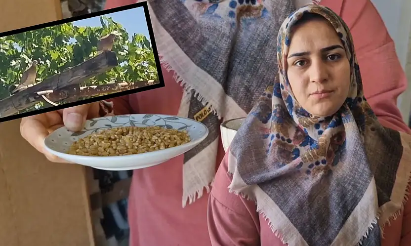 Siirt'te Pencereden Giren Kumru Eve Yuva Yaptı, Ev Sahibi Sahip Çıktı