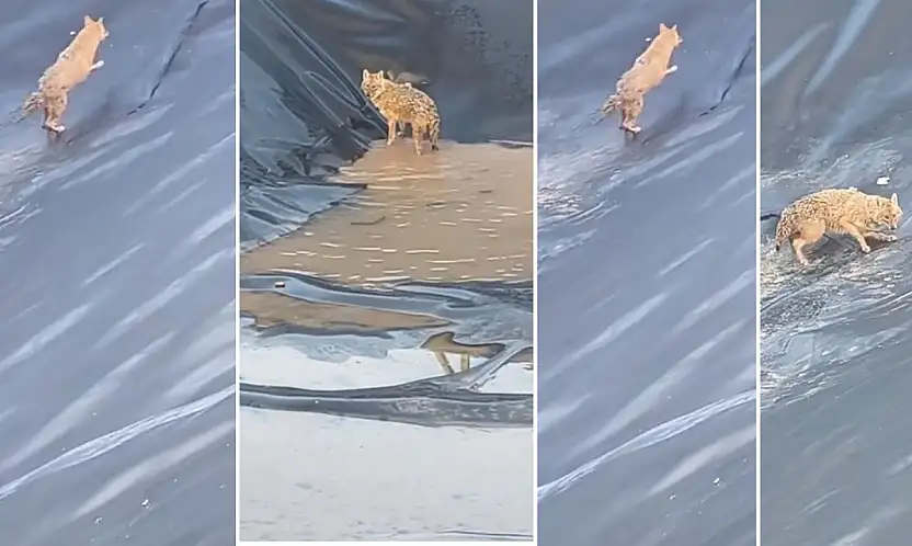 Siirt'te Petrol Sahasında Kurt Paniği: Su Havuzuna Düşen Kurt Zor Anlar Yaşadı