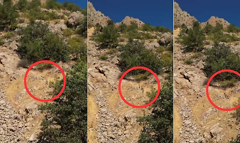 Siirt'te Piknik İçin Gittiler, Karşılarında Yaban Keçisi Sürüsünü Görünce Şaşkına Döndüler