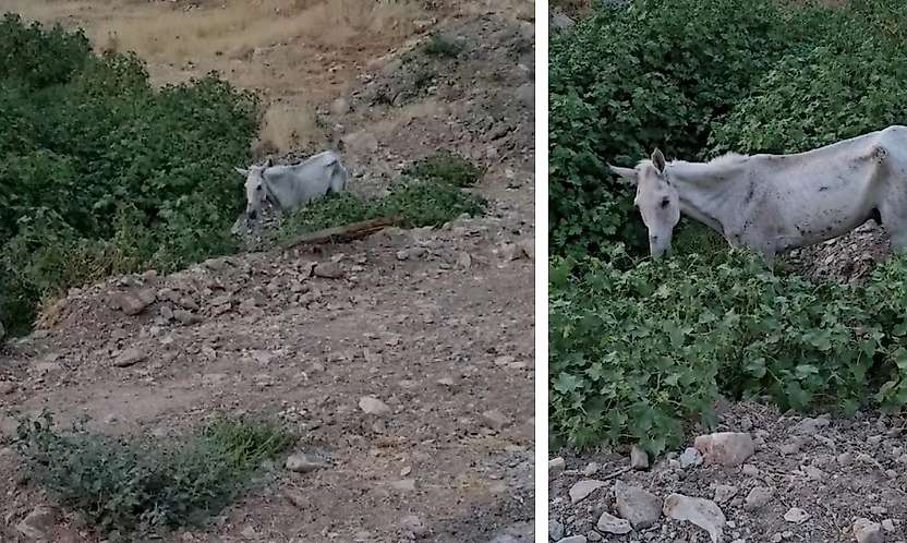 Siirt'te Sahipsiz Bırakılan At İçin Yetkililere Çağrı