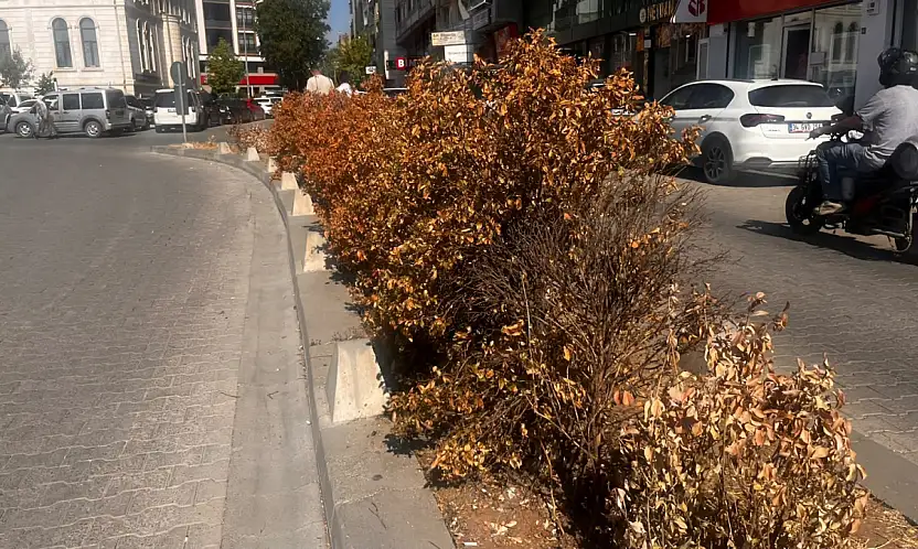 Siirt'te sıcaklar vurdu, bakımsızlık bitirdi: Orta refüjde kuruyan çalılar dikkat çekiyor