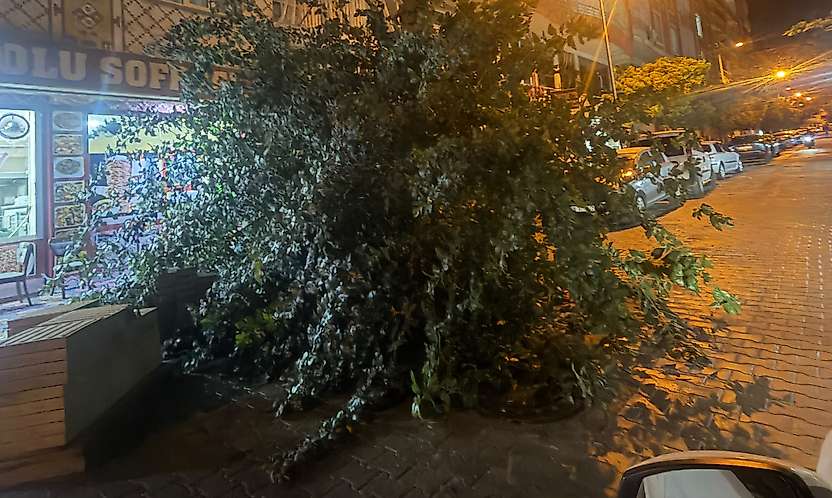 Siirt'te Şiddetli Fırtına Ağaçları Devirdi: Vatandaşlara Uyarı