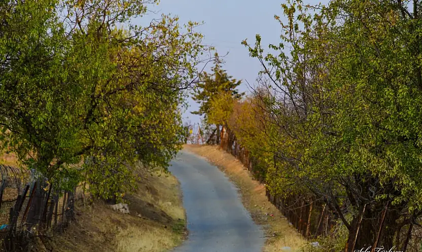 Siirt'te Sonbaharın Büyüsü: Fıstık Bahçeleri ve Doğanın Renkleri Objektiflere Yansıdı