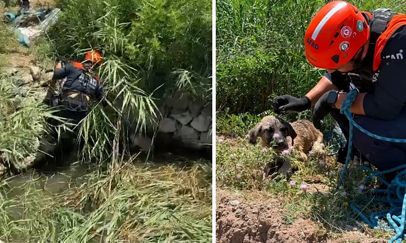 Siirt'te Su Kuyusuna Düşen Köpek AFAD Ekiplerince Kurtarıldı