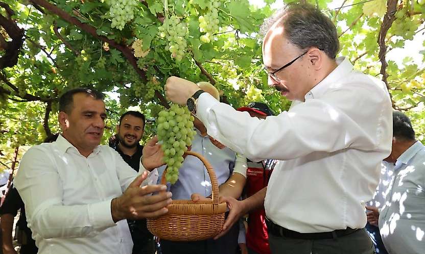 Siirt'te Tayfi Üzümü Hasadı Başladı: Hedef Türkiye'de İlk 5'e Girmek
