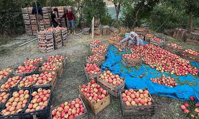 Siirt'te Turizm Tartışması: Pervari'nin Nar Hasadı Turları Van'dan Düzenleniyor