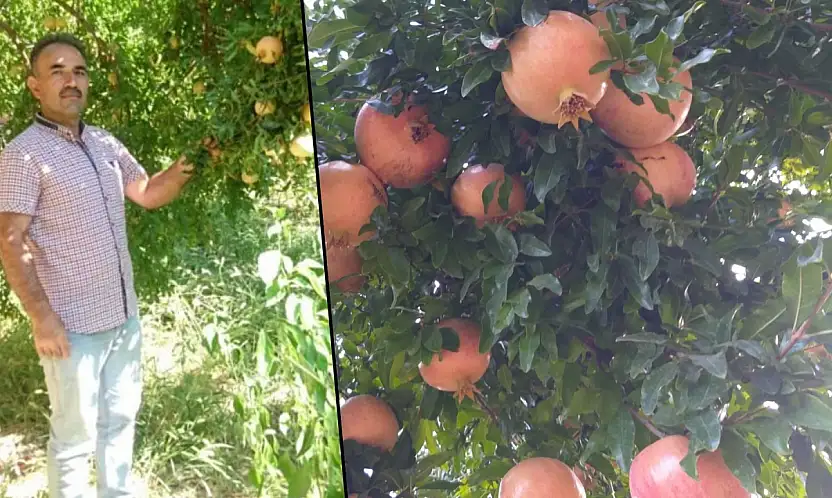 Siirt'te Üreticiler Birliği Başkanı Kurum: Zivzik Narında Hasat Bitti, Üretici Zararda