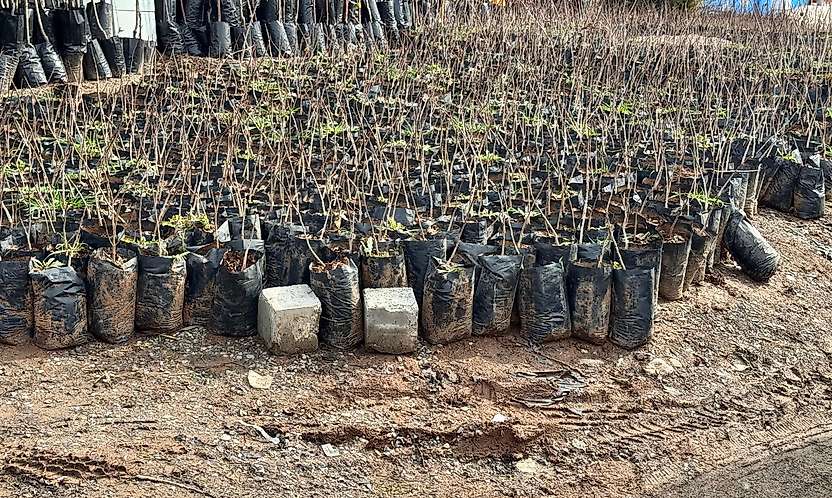 Siirt'te Üreticilere Hibeli Fidan Desteği: Başvurular 5 Ekim'de Başlıyor