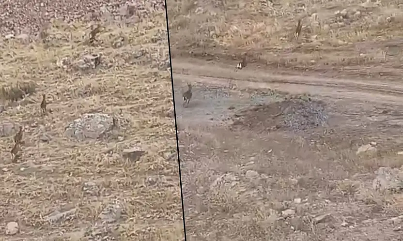 Siirt'te Yaban Keçileri Objektife Takıldı: Doğanın Zarif Tırmanıcıları Görüntülendi