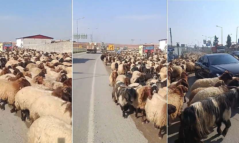 Siirt'te Yayladan Dönüş Başladı: Yüzlerce Koyun İpek Yolu'nda
