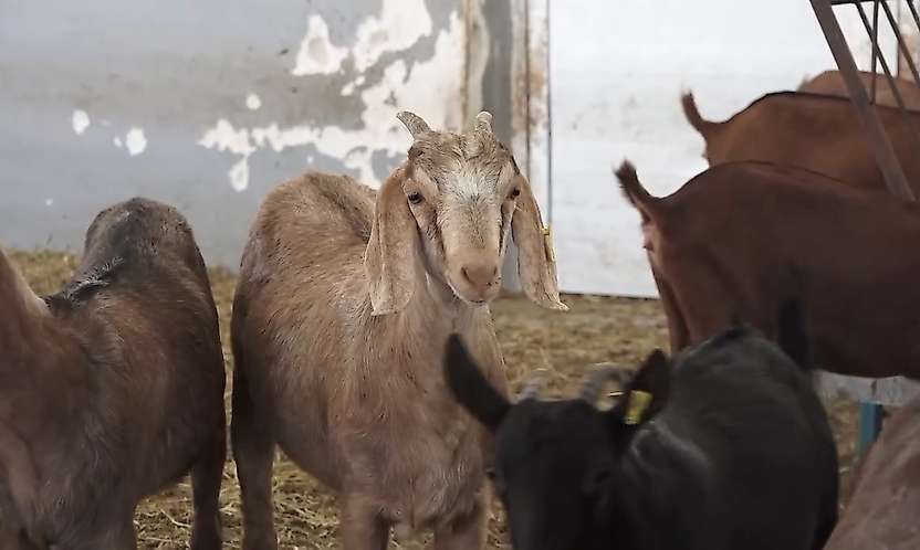 Siirt'te yerli kıl keçileri için umut veren gelişme: 40 oğlak dünyaya geldi