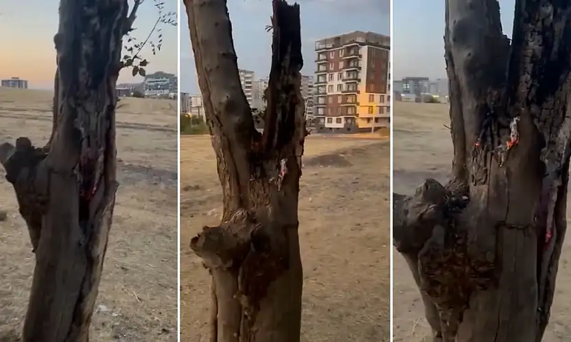Siirt'te Yeşil Ağacın Gövdesini Yaktılar