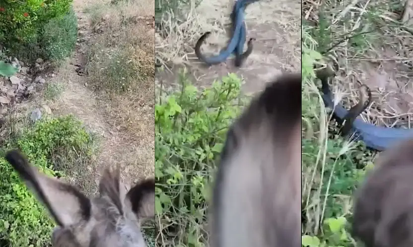 Siirt'te Yılanların Çiftleşme Dansı Kameraya Yansıdı