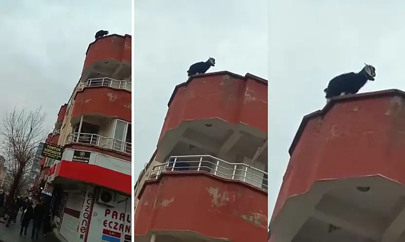 Siirt'te yolunu kaybeden keçi 3 katlı binanın çatısına çıktı