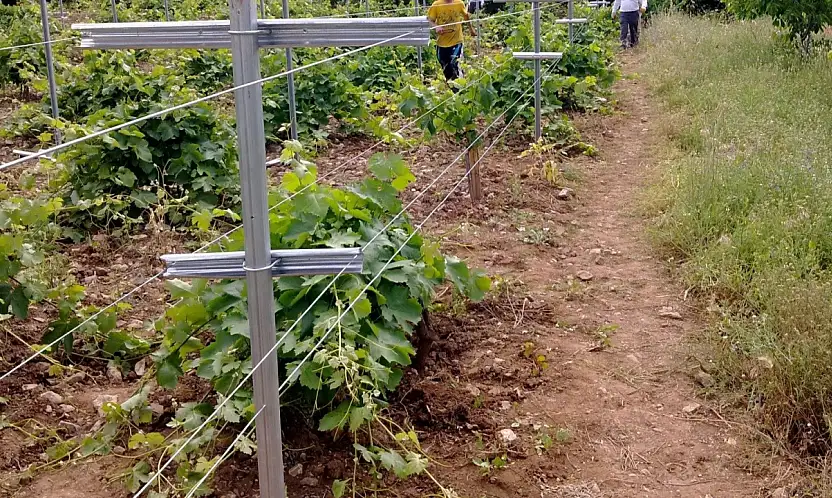 Siirt'te Yüksek Telli Bağ Projesi Başvuruları Başladı! Son gün 23 Ocak 2026