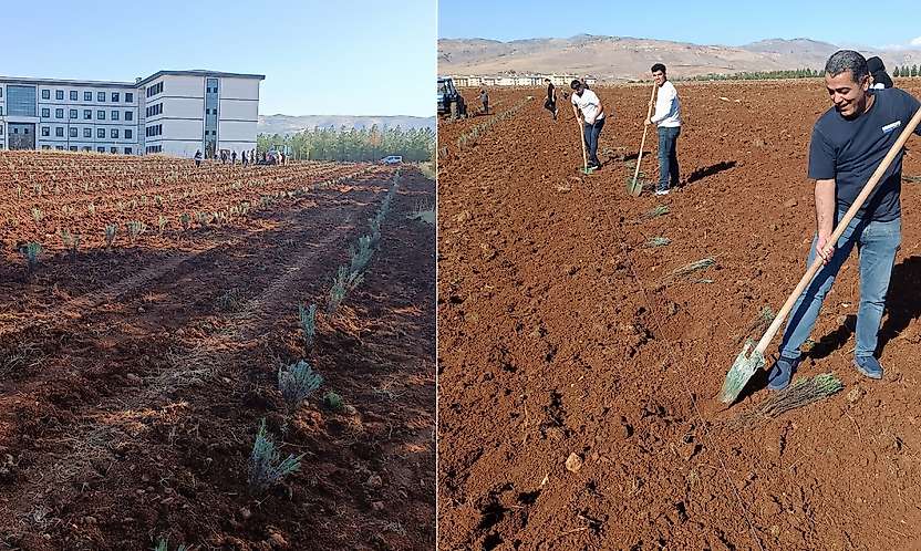 Siirt Üniversitesi Kampüsünde 4 Dekarlık Lavanta Bahçesi Kuruldu