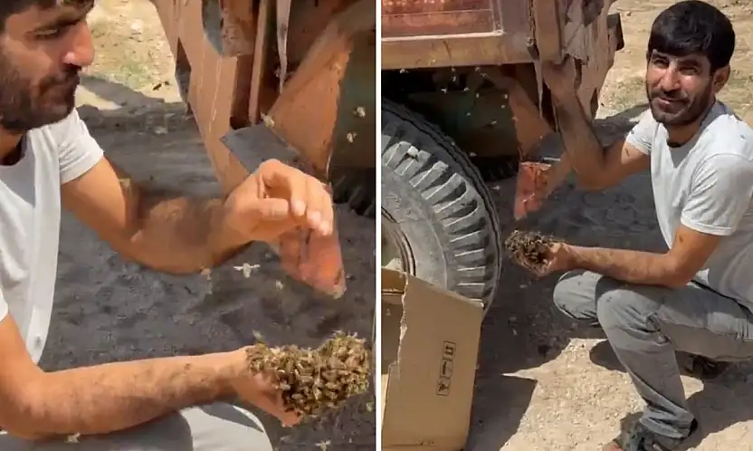 Siirtli Arıcının İlginç Hasadı: Traktör Römorkuna Konan Oğul Arıları Ellerine Aldı