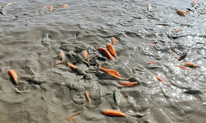 Su Takviyesi Yetersiz Kaldı: Çayırlı Göleti Kuruma Riski Altında