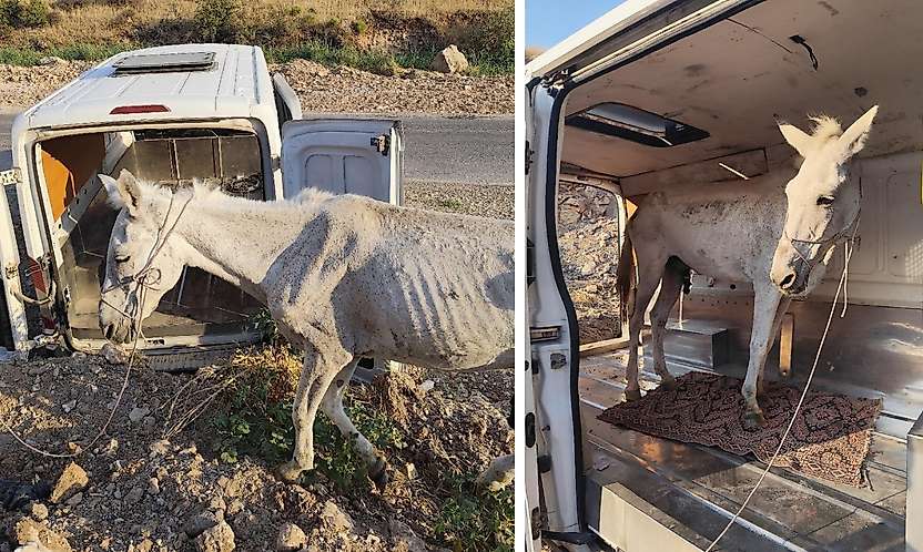 Siirt'te Terk Edilen Atı Kurtaran Mehmet Yüce'den Çağrı: ''Rehabilitasyon Çiftliği Kurulmalı''