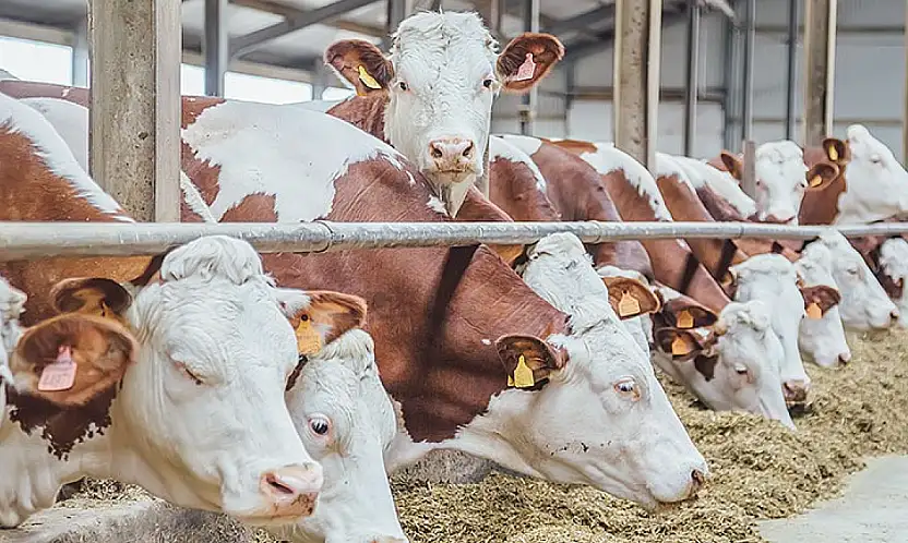 TÜİK verileri açıkladı: Siirt'te büyükbaş hayvan sayısı 29 bin 602 oldu