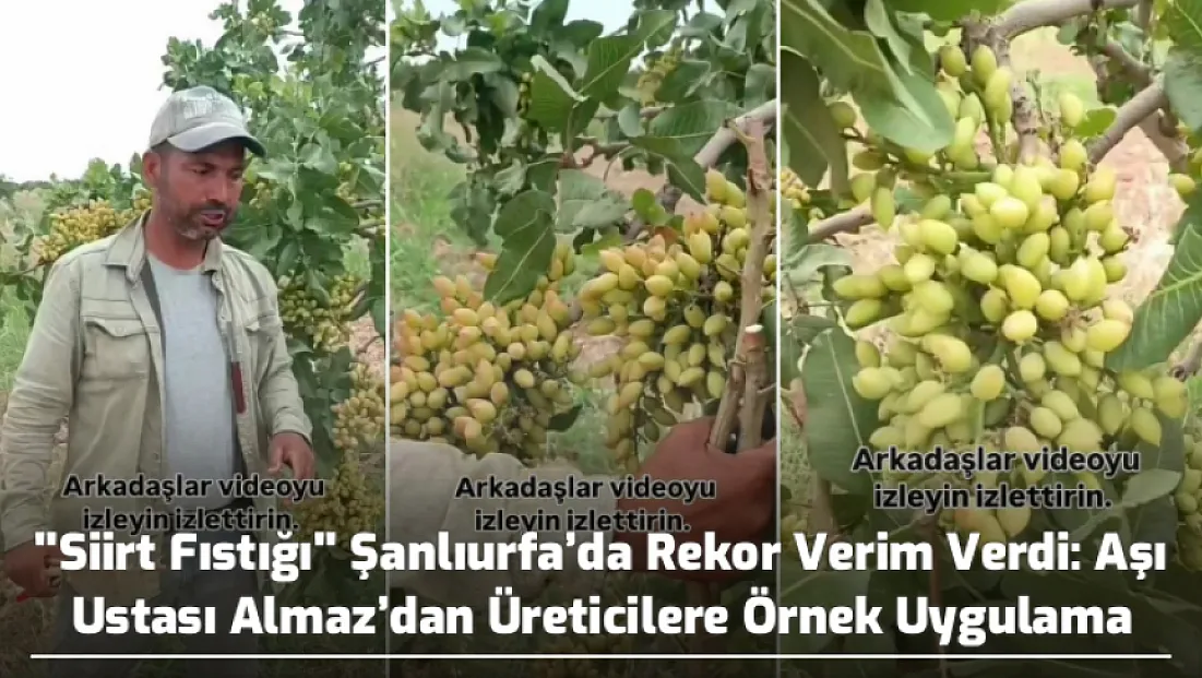 ''Siirt Fıstığı'' Şanlıurfa’da Rekor Verim Verdi: Aşı Ustası Almaz’dan Üreticilere Örnek Uygulama