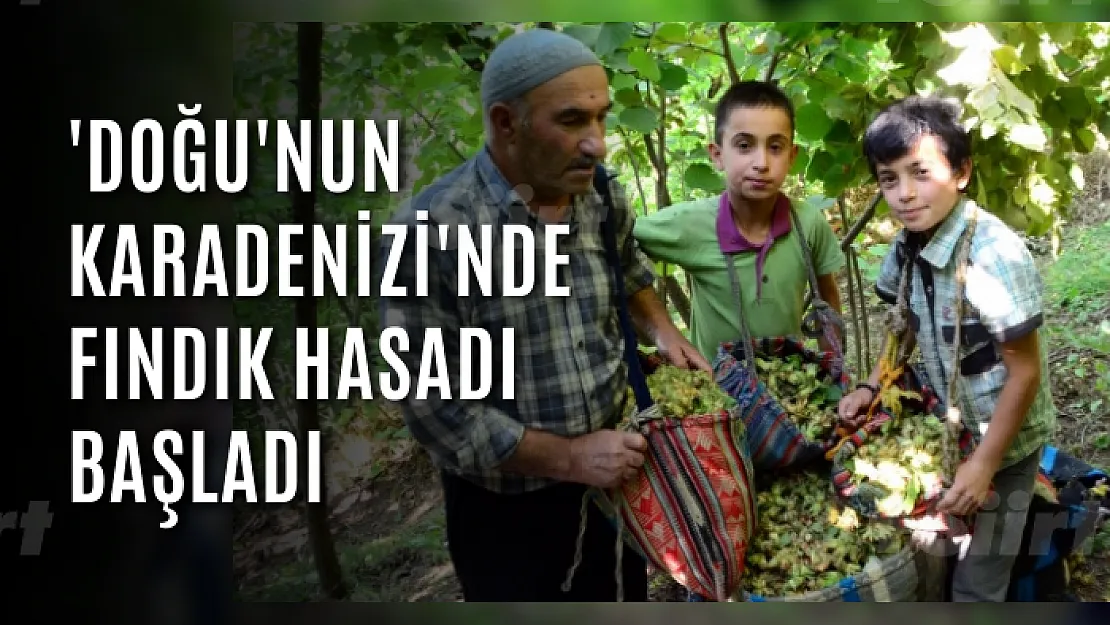 'Doğu'nun Karadenizi'nde fındık hasadı başladı