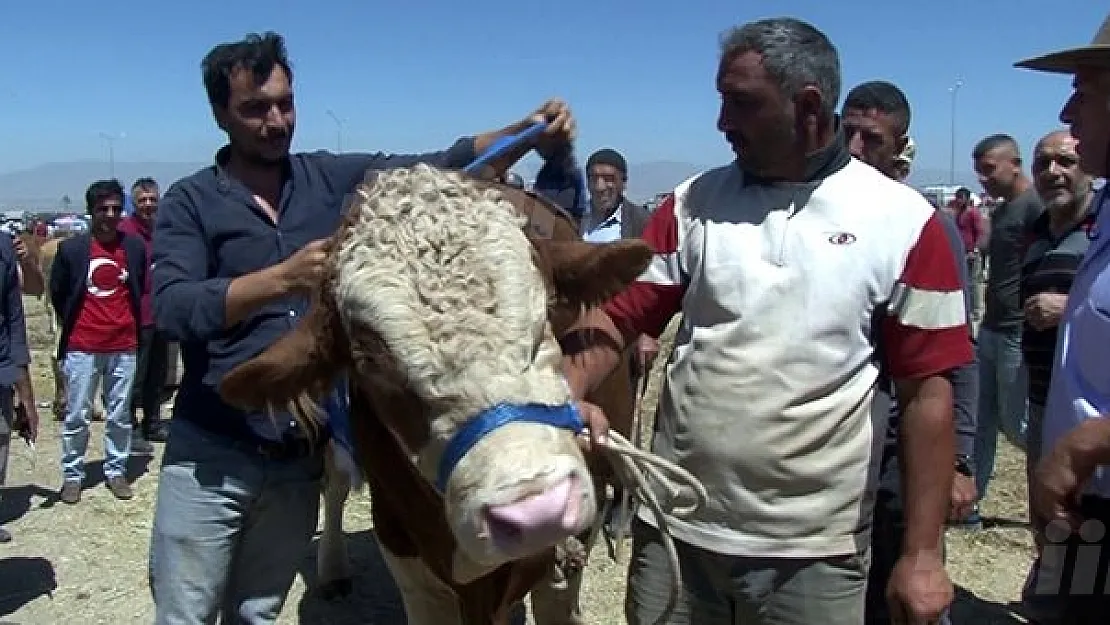 1 buçuk tonluk boğa otomobil fiyatına alıcısını bekliyor