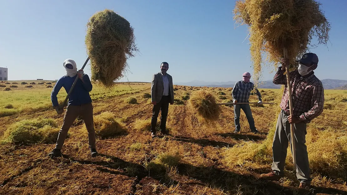 Siirt'te Mercimek Hasadı Başladı