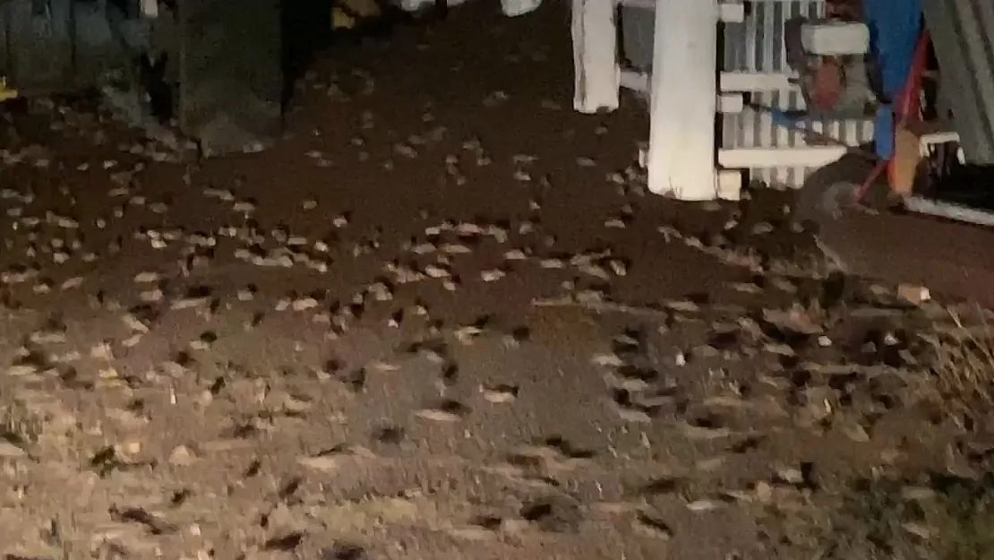 Avustralya'da fare istilası: Hareketleriyle yeri salladılar